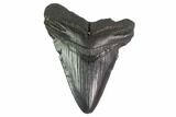 Fossil Megalodon Tooth - South Carolina #130084-2